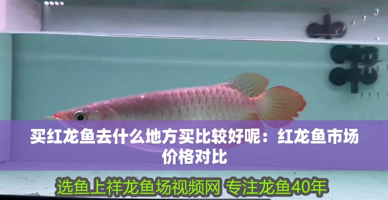 買紅龍魚去什么地方買比較好呢：紅龍魚市場價格對比