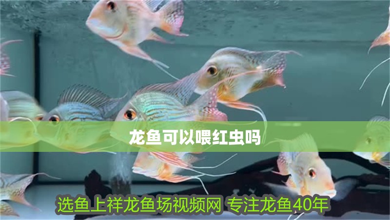 龍魚可以喂紅蟲嗎