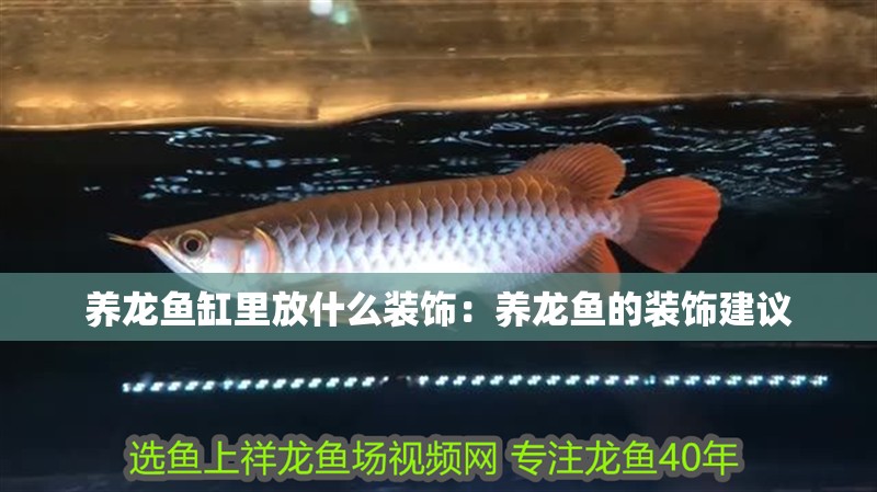 養龍魚缸里放什么裝飾：養龍魚的裝飾建議