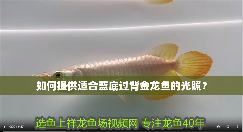 如何提供適合藍底過背金龍魚的光照？