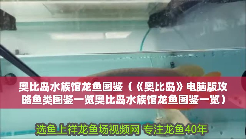 奧比島水族館龍魚圖鑒（《奧比島》電腦版攻略魚類圖鑒一覽奧比島水族館龍魚圖鑒一覽） 奧比島水族館龍魚圖鑒（《奧比島》電腦版攻略魚類圖鑒一覽奧比島水族館龍魚圖鑒一覽） 龍魚百科