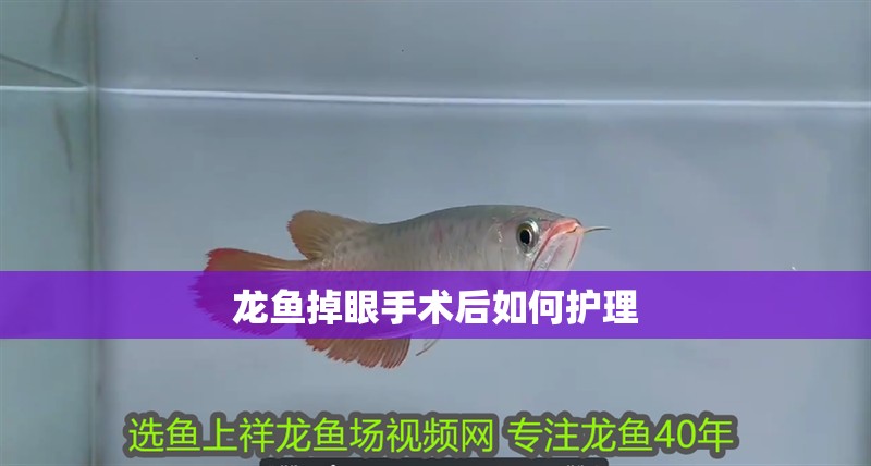 龍魚掉眼手術(shù)后如何護(hù)理
