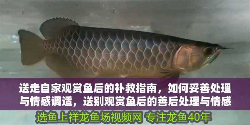 送走自家觀賞魚后的補救指南，如何妥善處理與情感調適，送別觀賞魚后的善后處理與情感修復指南