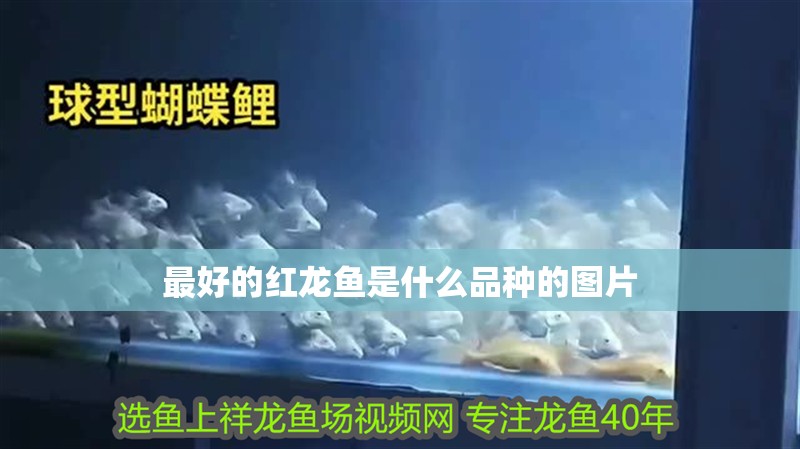 最好的紅龍魚是什么品種的圖片