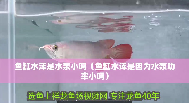 魚缸水渾是水泵小嗎（魚缸水渾是因為水泵功率小嗎） 魚缸水渾是水泵小嗎（魚缸水渾是因為水泵功率小嗎） 魚缸百科