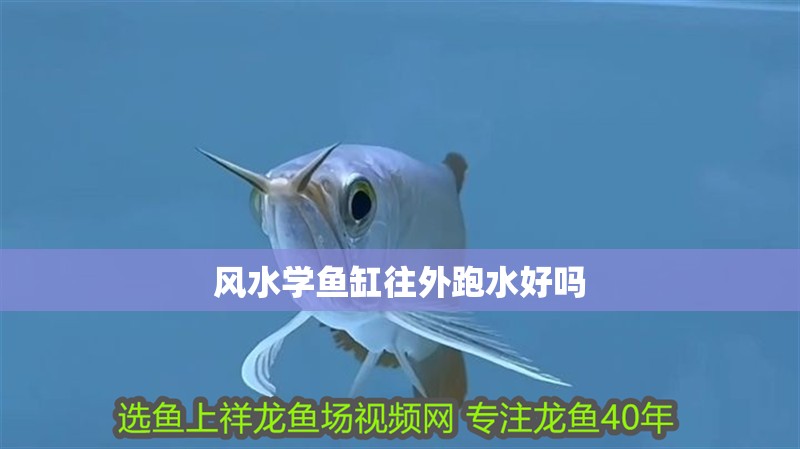 風水學魚缸往外跑水好嗎 風水學魚缸往外跑水好嗎 魚缸百科