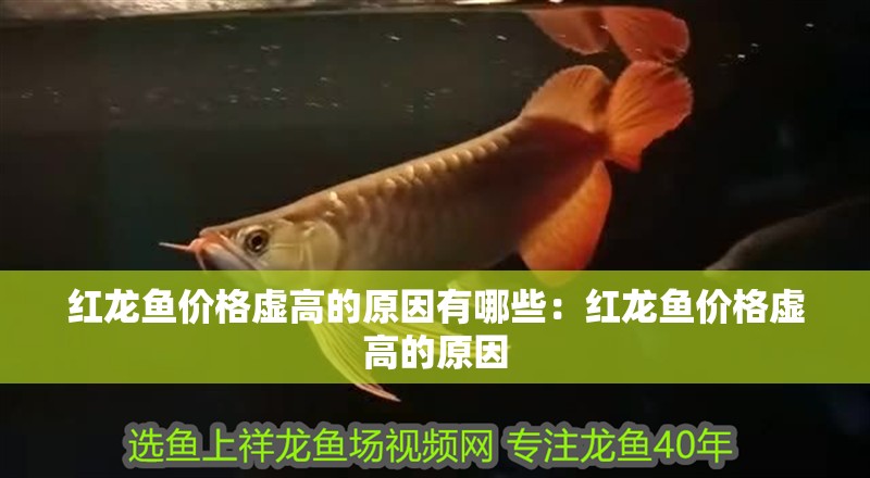 紅龍魚價格虛高的原因有哪些：紅龍魚價格虛高的原因 紅龍魚價格虛高的原因有哪些：紅龍魚價格虛高的原因 龍魚百科