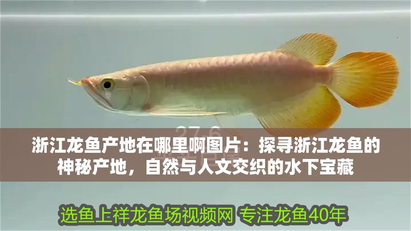 浙江龍魚(yú)產(chǎn)地在哪里啊圖片：探尋浙江龍魚(yú)的神秘產(chǎn)地，自然與人文交織的水下寶藏