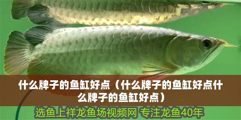 什么牌子的魚缸好點（什么牌子的魚缸好點什么牌子的魚缸好點）