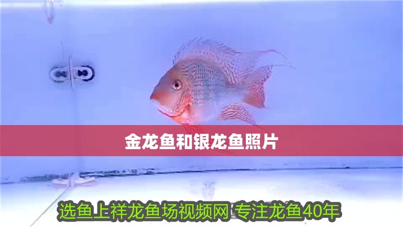 金龍魚和銀龍魚照片