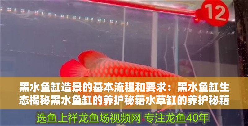 黑水魚(yú)缸造景的基本流程和要求：黑水魚(yú)缸生態(tài)揭秘黑水魚(yú)缸的養(yǎng)護(hù)秘籍水草缸的養(yǎng)護(hù)秘籍