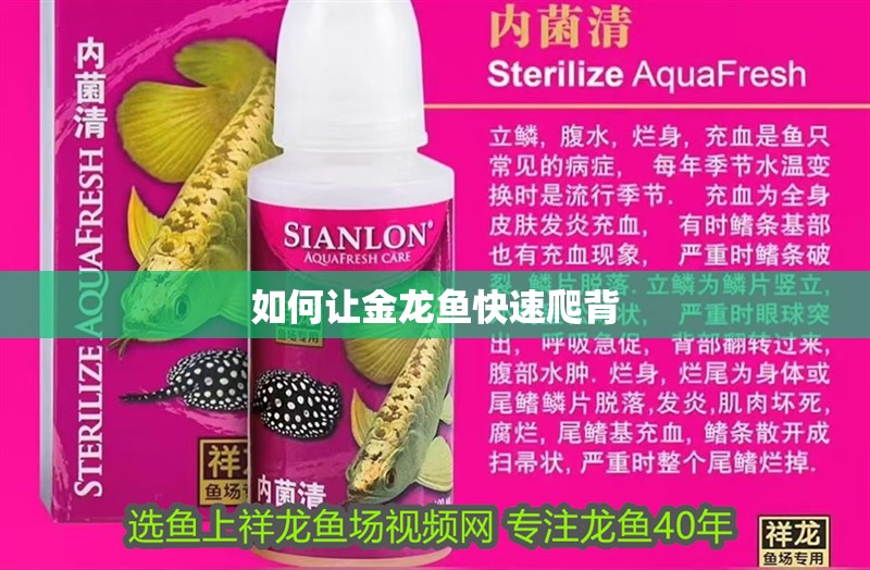 紅龍魚用黃燈烤有用嗎 如何讓金龍魚快速爬背 龍魚論壇 如何讓金龍魚快速爬背 如何讓金龍魚快速爬背 龍魚論壇