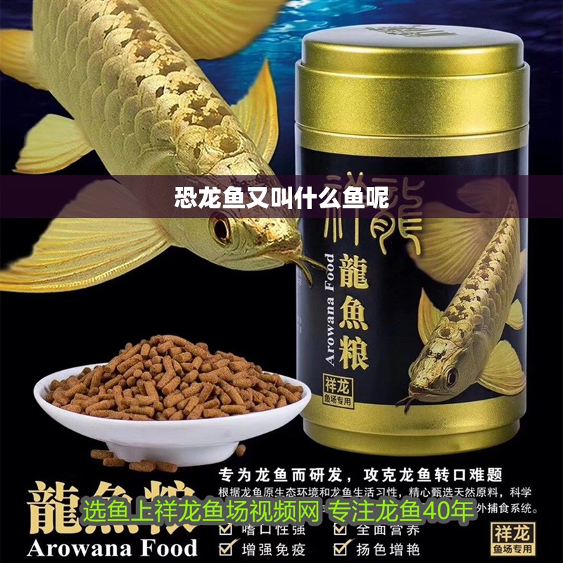 恐龍魚又叫什么魚呢