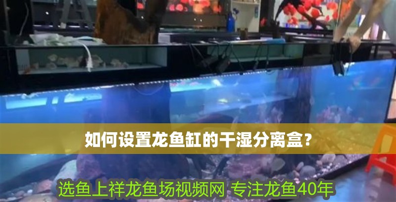 如何設(shè)置龍魚缸的干濕分離盒？