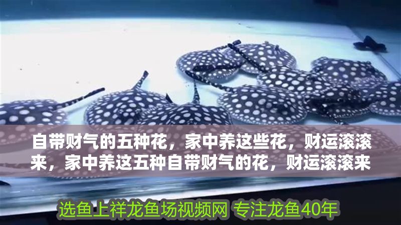 自帶財氣的五種花，家中養這些花，財運滾滾來，家中養這五種自帶財氣的花，財運滾滾來