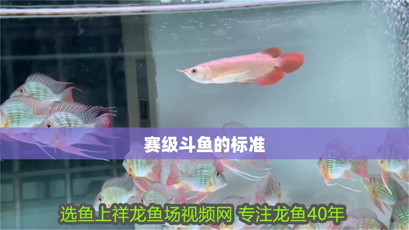 賽級斗魚的標準