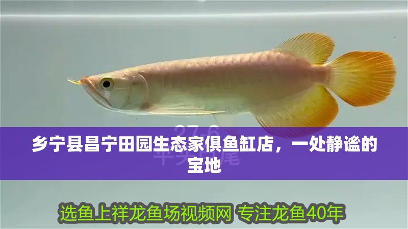 鄉寧縣昌寧田園生態家俱魚缸店，一處靜謐的寶地