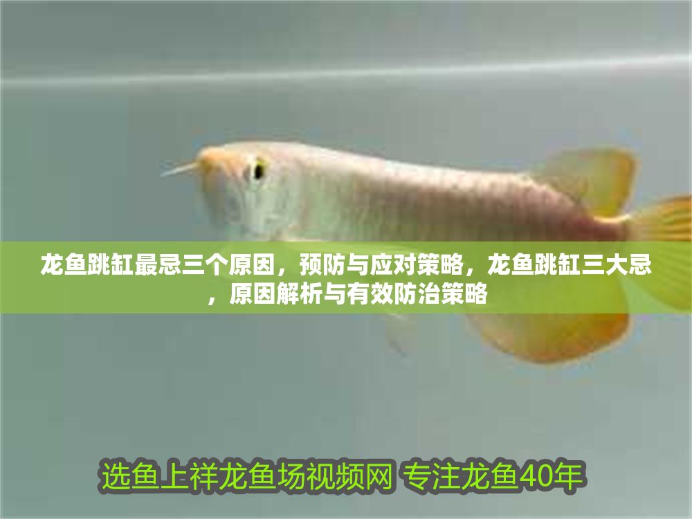 龍魚跳缸最忌三個原因，預(yù)防與應(yīng)對策略，龍魚跳缸三大忌，原因解析與有效防治策略