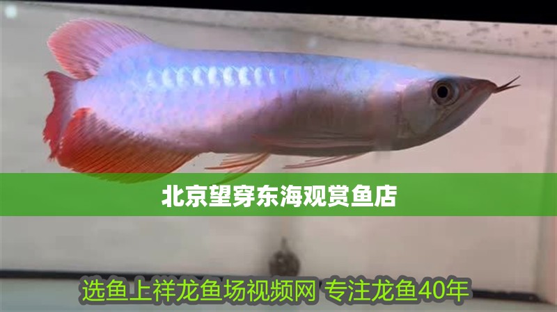 北京望穿東海觀賞魚店