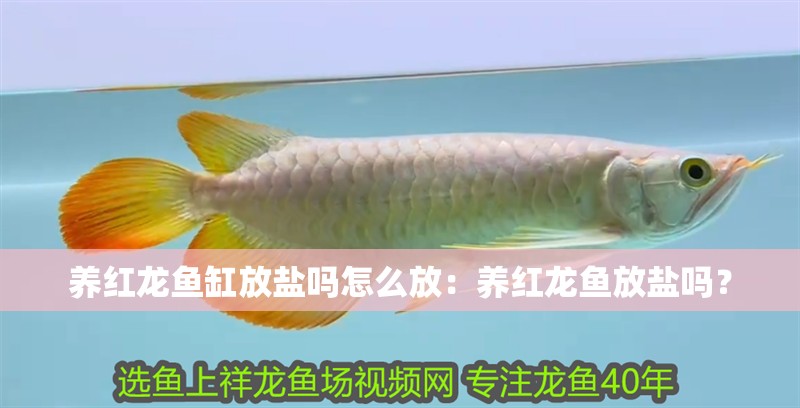 養紅龍魚缸放鹽嗎怎么放：養紅龍魚放鹽嗎？