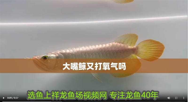 大嘴鯨又打氧氣嗎