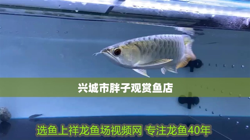 興城市胖子觀賞魚店