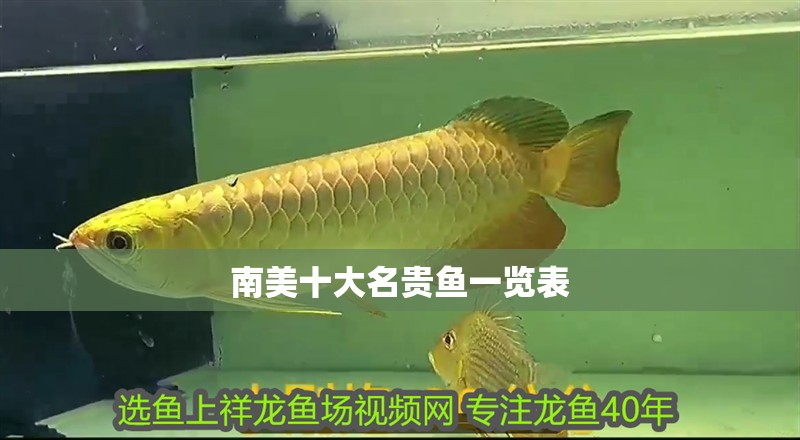 南美十大名貴魚一覽表
