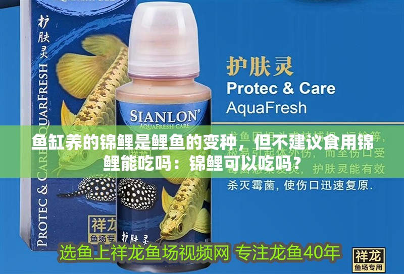 魚缸養(yǎng)的錦鯉是鯉魚的變種，但不建議食用錦鯉能吃嗎：錦鯉可以吃嗎？