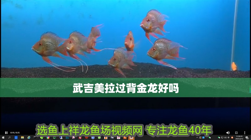 武吉美拉過背金龍好嗎