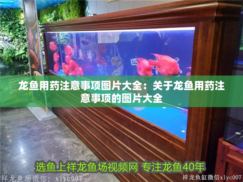 龍魚用藥注意事項圖片大全：關于龍魚用藥注意事項的圖片大全