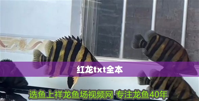紅龍魚用黃燈烤有用嗎 紅龍txt全本 龍魚論壇 紅龍txt全本 紅龍txt全本 龍魚論壇