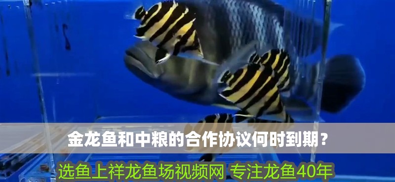 金龍魚和中糧的<strong><mark>合作</mark></strong>協議何時到期？