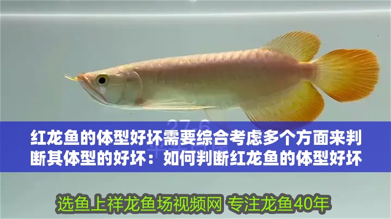 紅龍魚的體型好壞需要綜合考慮多個方面來判斷其體型的好壞：如何判斷紅龍魚的體型好壞