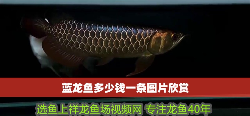 藍龍魚多少錢一條圖片欣賞