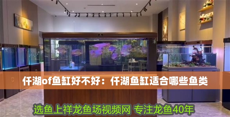 仟湖of魚(yú)缸好不好：仟湖魚(yú)缸適合哪些魚(yú)類