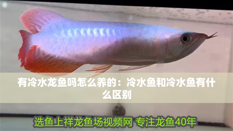 有冷水龍魚嗎怎么養的：冷水魚和冷水魚有什么區別