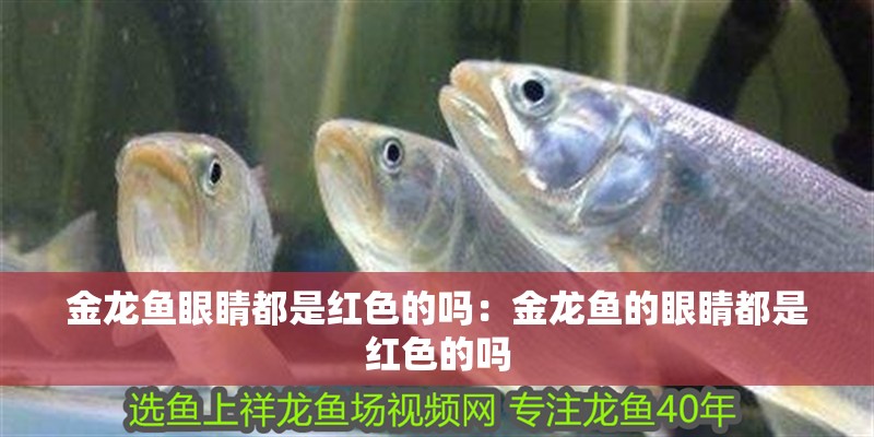 金龍魚(yú)眼睛都是紅色的嗎：金龍魚(yú)的眼睛都是紅色的嗎