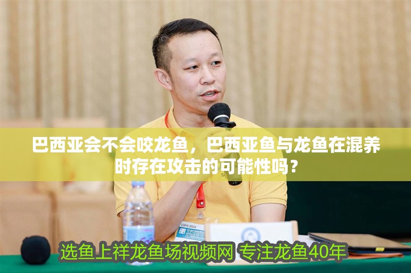 巴西亞會不會咬龍魚，巴西亞魚與龍魚在混養時存在攻擊的可能性嗎？