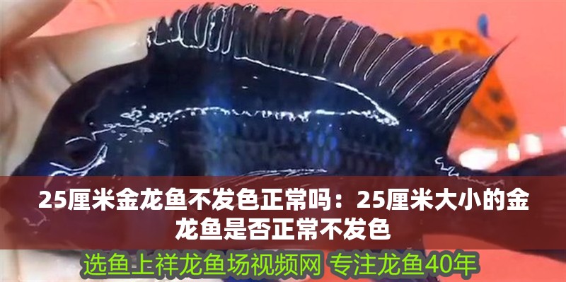 25厘米金龍魚不發色正常嗎：25厘米大小的金龍魚是否正常不發色