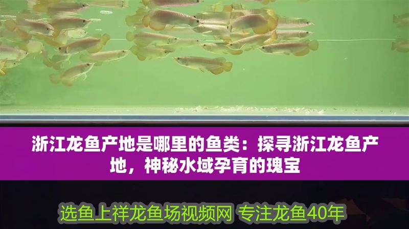 浙江龍魚產地是哪里的魚類：探尋浙江龍魚產地，神秘水域孕育的瑰寶