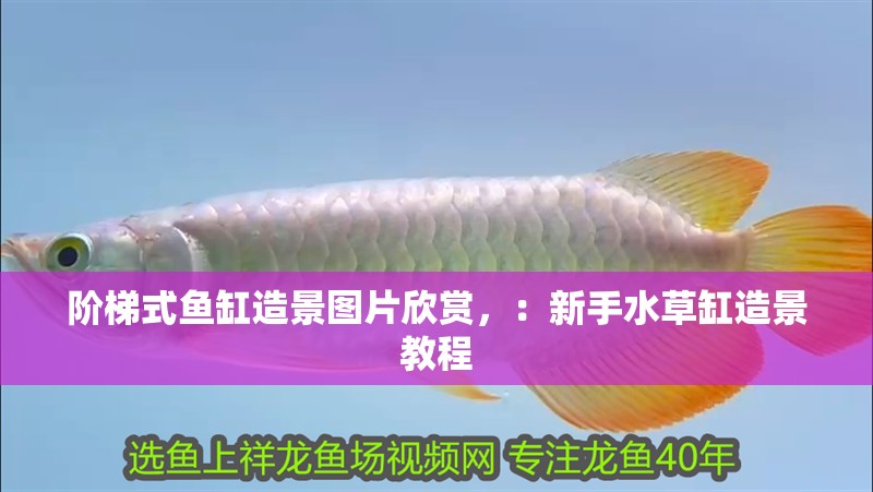 階梯式魚缸造景圖片欣賞，：新手水草缸造景教程