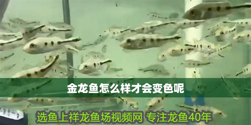 金龍魚怎么樣才會變色呢