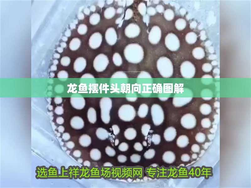 龍魚擺件頭朝向正確圖解