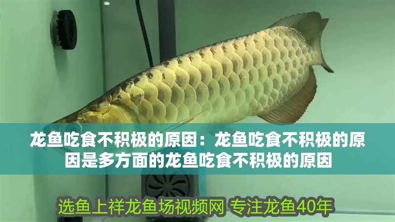 龍魚吃食不積極的原因：龍魚吃食不積極的原因是多方面的龍魚吃食不積極的原因 龍魚吃食不積極的原因：龍魚吃食不積極的原因是多方面的龍魚吃食不積極的原因 龍魚百科