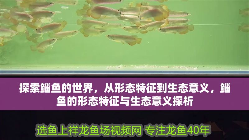 探索鯔魚的世界，從形態(tài)特征到生態(tài)意義，鯔魚的形態(tài)特征與生態(tài)意義探析 探索鯔魚的世界，從形態(tài)特征到生態(tài)意義，鯔魚的形態(tài)特征與生態(tài)意義探析 龍魚百科 第1張