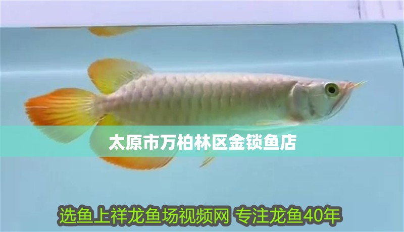 太原市萬(wàn)柏林區(qū)金鎖魚(yú)店