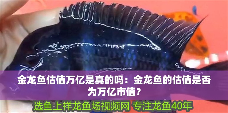 金龍魚估值萬億是真的嗎：金龍魚的估值是否為萬億市值？