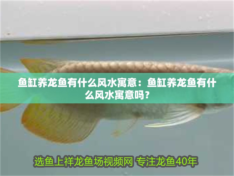 魚缸養龍魚有什么風水寓意：魚缸養龍魚有什么風水寓意嗎？ 魚缸養龍魚有什么風水寓意：魚缸養龍魚有什么風水寓意嗎？ 龍魚百科