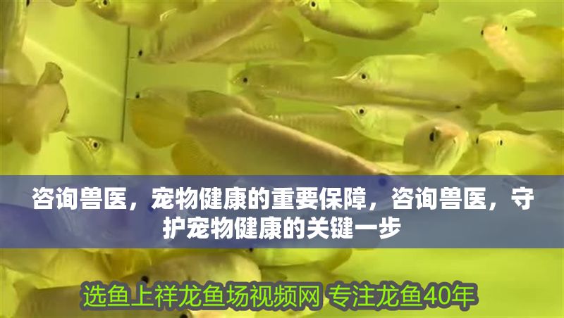 咨詢獸醫，寵物健康的重要保障，咨詢獸醫，守護寵物健康的關鍵一步 咨詢獸醫，寵物健康的重要保障，咨詢獸醫，守護寵物健康的關鍵一步 龍魚百科 第1張