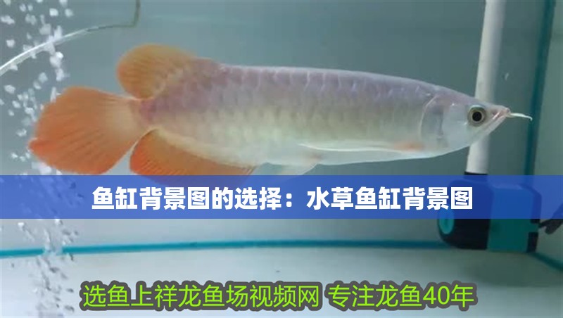 魚缸背景圖的選擇：水草魚缸背景圖 魚缸背景圖的選擇：水草魚缸背景圖 魚缸百科